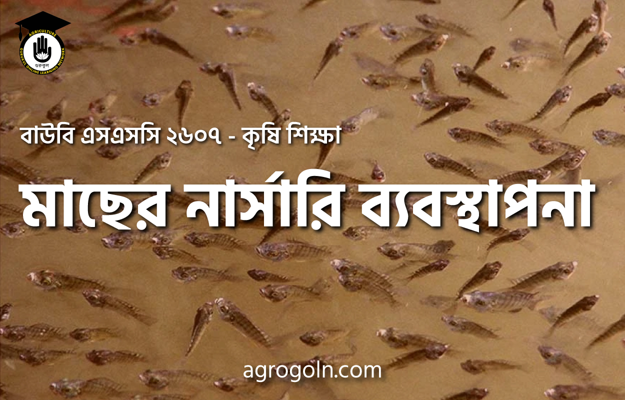 পোনা মজুদের পরবর্তী পরিচর্যা 1 পোনা মজুদের পরবর্তী পরিচর্যা