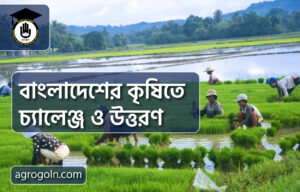 বাংলাদেশের কৃষিতে চ্যালেঞ্জ ও উত্তরণ