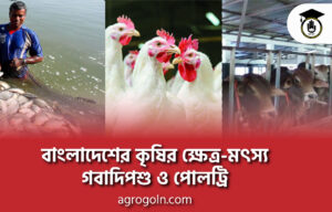 বাংলাদেশের কৃষির ক্ষেত্র-মৎস্য, গবাদিপশু ও পোলট্রি