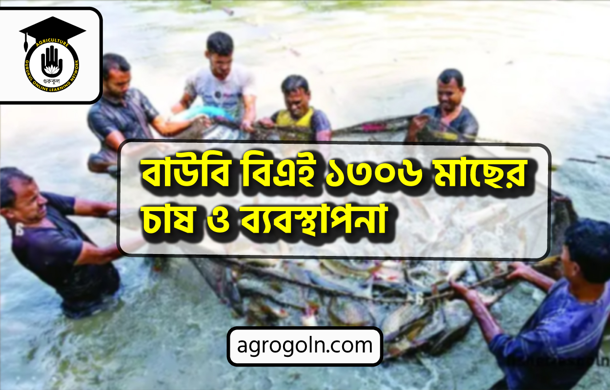 বাউবি বিএই ১৩০৬ মাছের চাষ ও ব্যবস্থাপনা 1 বাউবি বিএই ১৩০৬ মাছের চাষ ও ব্যবস্থাপনা