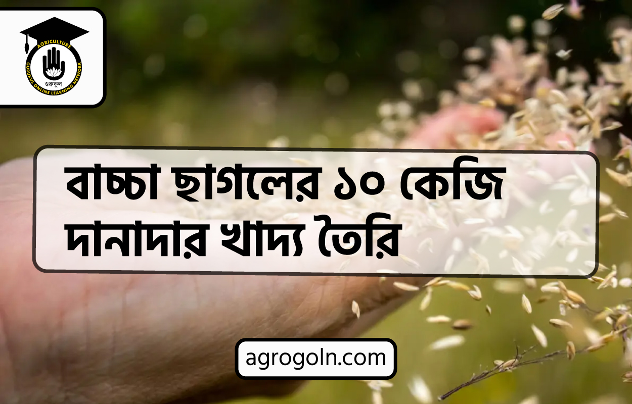 বাচ্চা ছাগলের ১০ কেজি দানাদার খাদ্য তৈরি