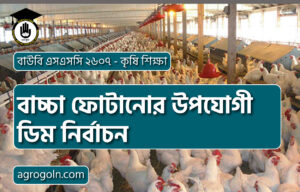 বাচ্চা ফোটানোর উপযোগী ডিম নির্বাচন