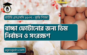 বাচ্চা ফোটানোর জন্য ডিম নির্বাচন ও সংরক্ষণ