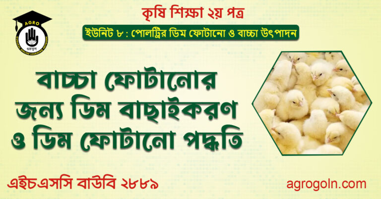 বাচ্চা ফোটানোর জন্য ডিম বাছাইকরণ ও ডিম ফোটানো পদ্ধতি