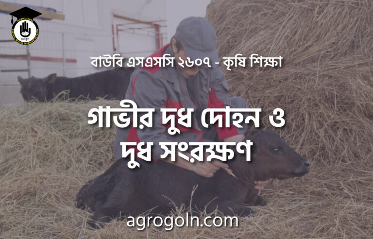 বাছুরকে বাদলা রোগের টীকা দান