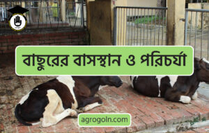 বাছুরের বাসস্থান ও পরিচর্যা