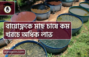 বায়োফ্লকে মাছ চাষে কম খরচে অধিক লাভ