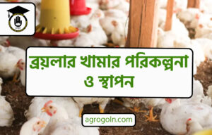 ব্রয়লার খামার পরিকল্পনা ও স্থাপন