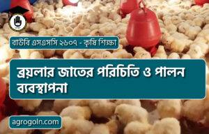 ব্রয়লার জাতের পরিচিতি ও পালন ব্যবস্থাপনা