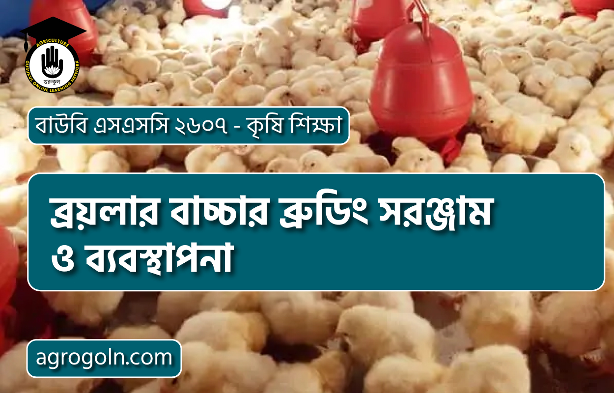 ব্রয়লার বাচ্চার ব্রুডিং সরঞ্জাম ও ব্যবস্থাপনা 1 ব্রয়লার বাচ্চার ব্রুডিং সরঞ্জাম ও ব্যবস্থাপনা