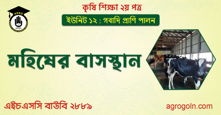 গরু, মহিষ ও ছাগলের বাসস্থান