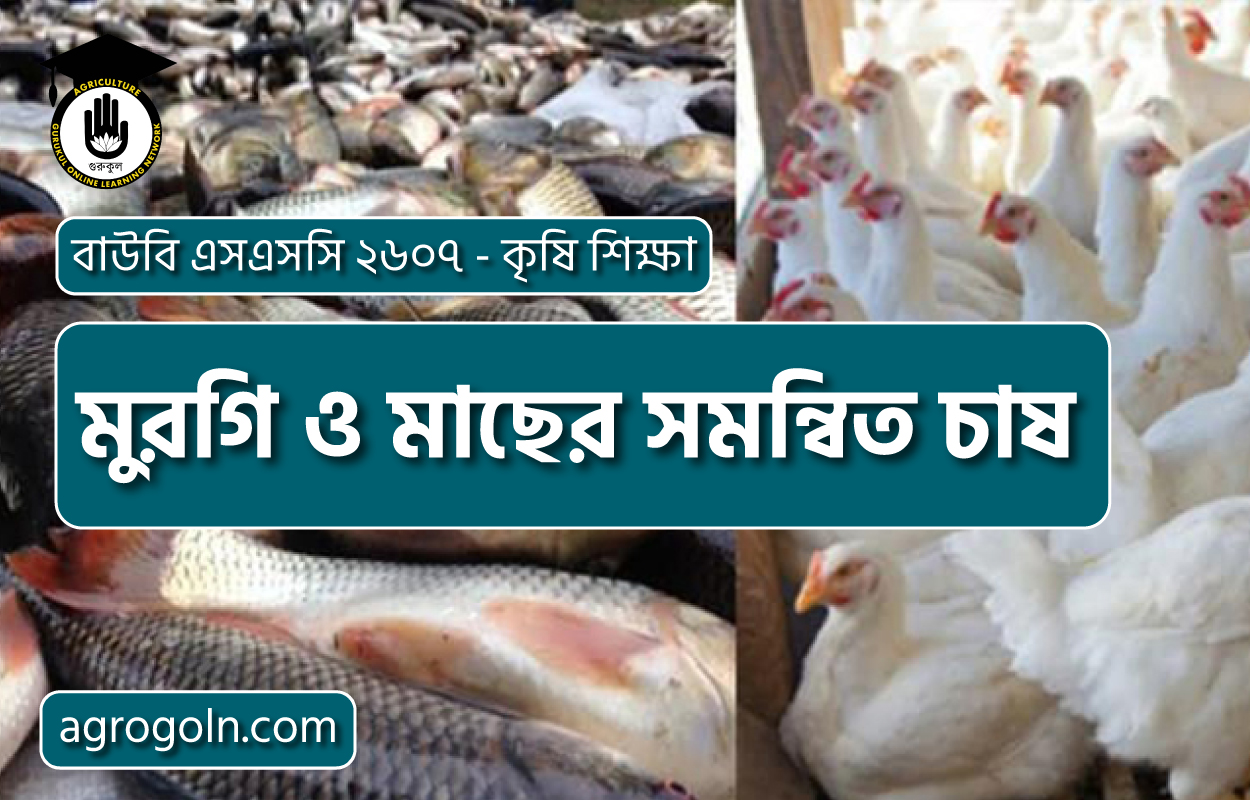 মুরগি ও মাছের সমন্বিত চাষ