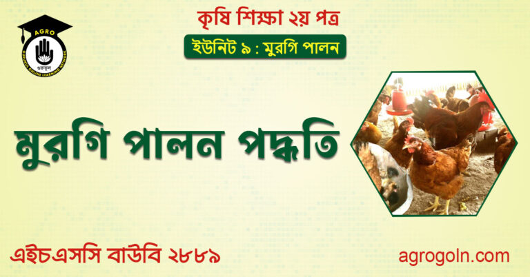 মুরগি পালন পদ্ধতি