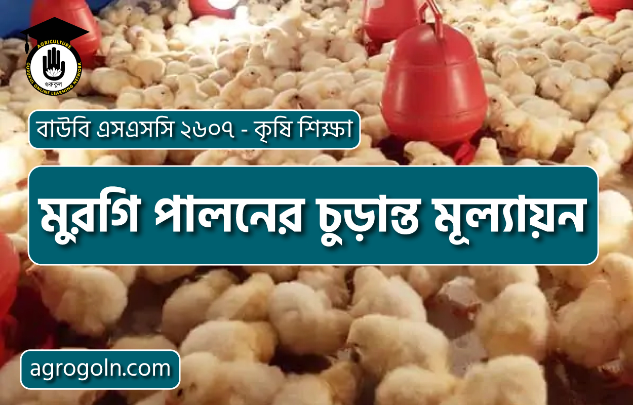 মুরগি পালনের চুড়ান্ত মূল্যায়ন