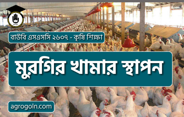 মুরগির খামার স্থাপন