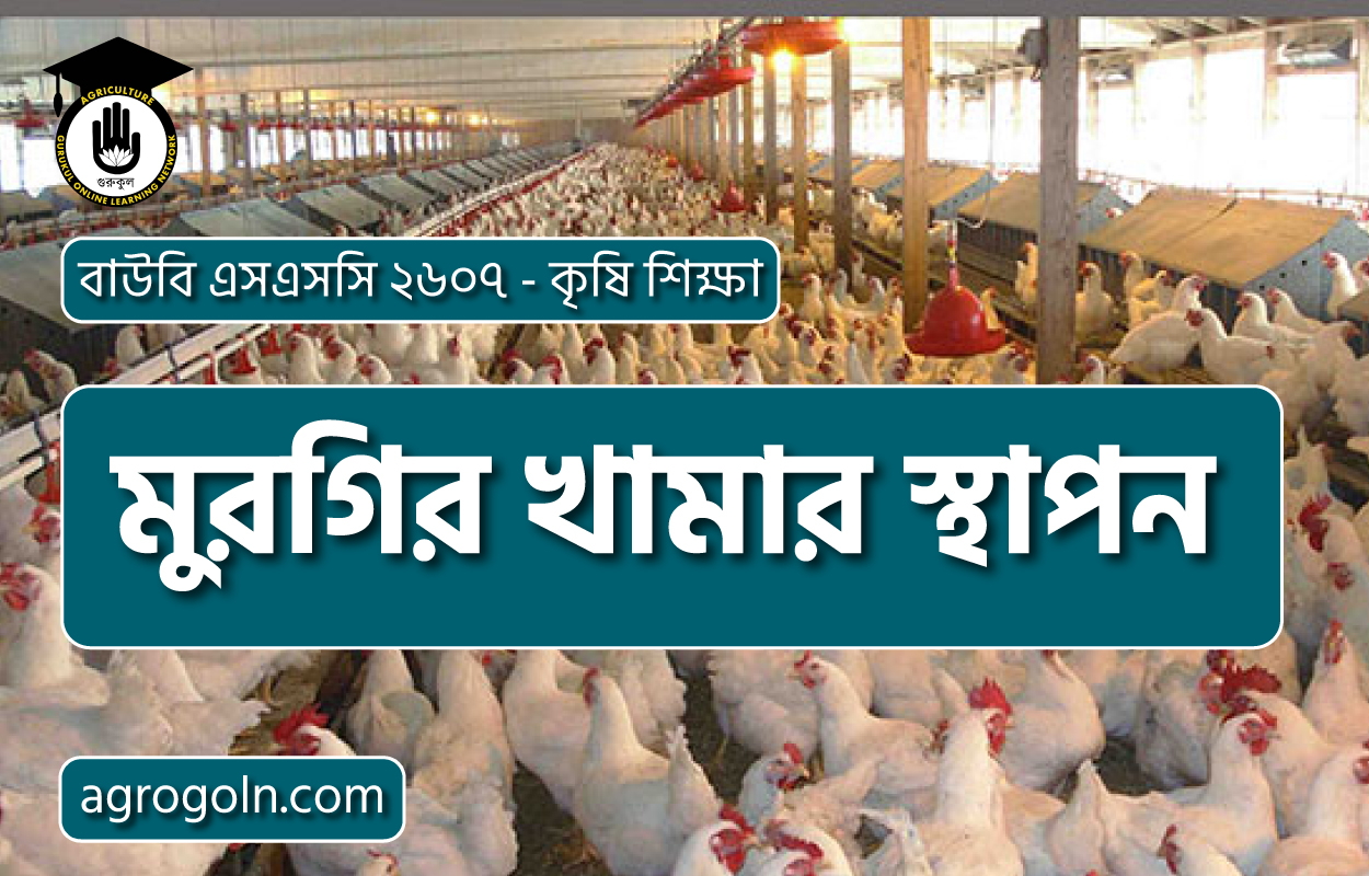 মুরগির খামার স্থাপন 1 মুরগির খামার স্থাপন