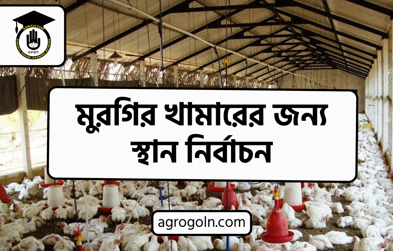 মুরগির খামারের জন্য স্থান নির্বাচন 1 মুরগির খামারের জন্য স্থান নির্বাচন