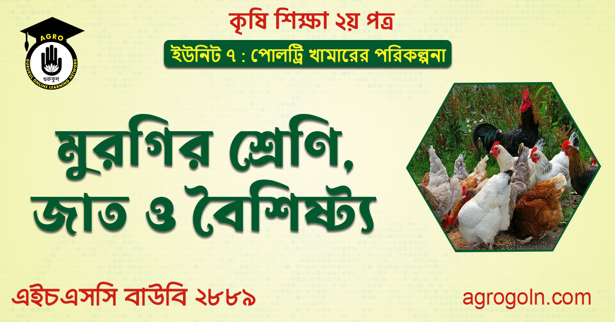 মুরগির শ্রেণি, জাত ও বৈশিষ্ট্য