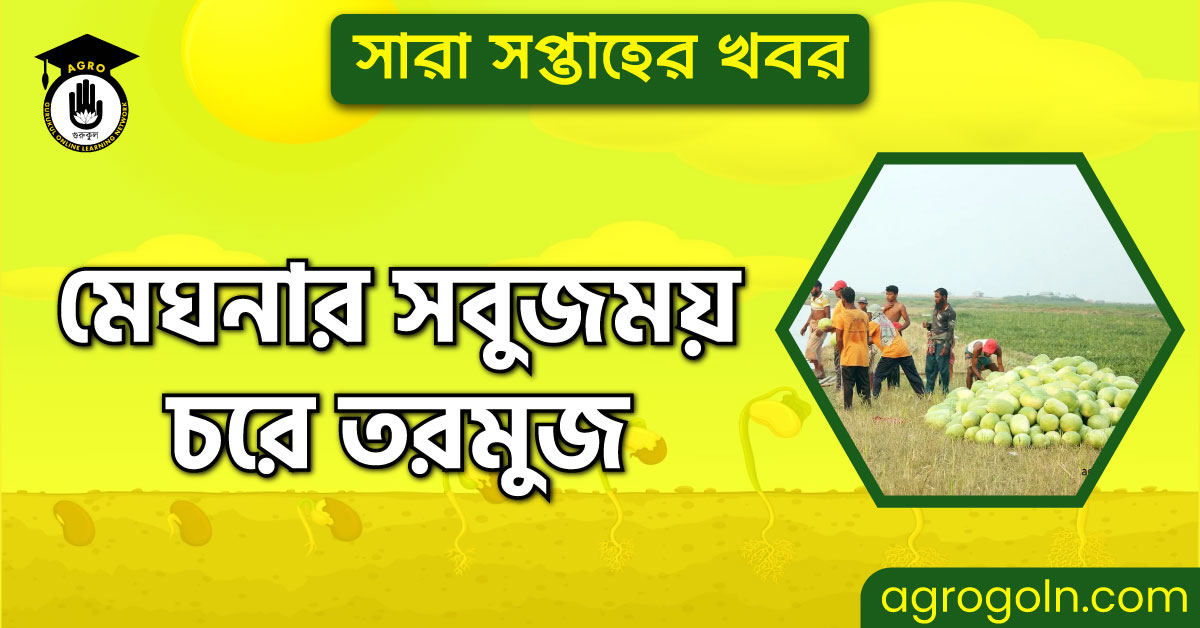 মেঘনার সবুজময় চরে তরমুজ | সারা সপ্তাহের খবর 1 মেঘনার সবুজময় চরে তরমুজ