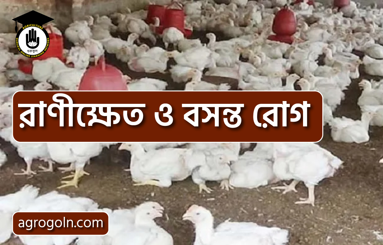 রাণীক্ষেত ও বসন্ত রোগ