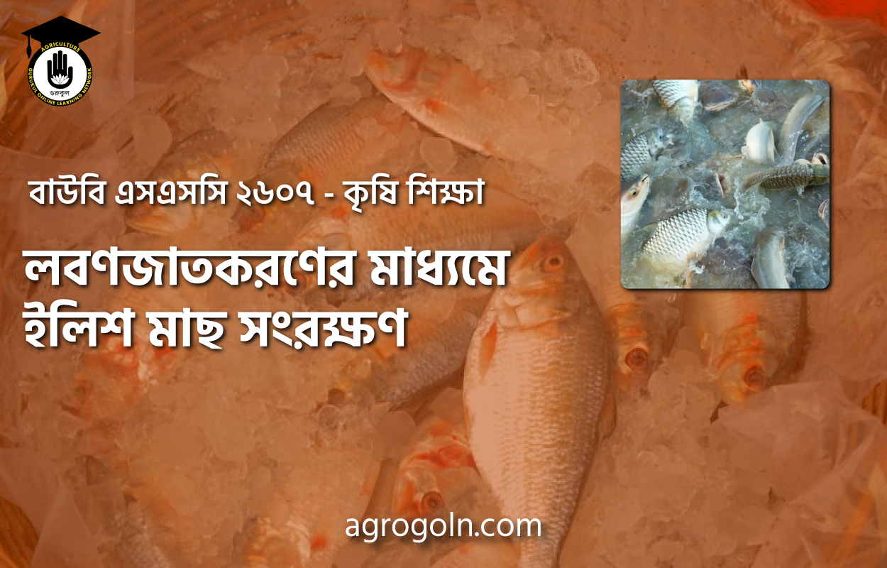 ব্যবহারিক: লবণজাতকরণের মাধ্যমে ইলিশ মাছ সংরক্ষণ 1 লবণজাতকরণের মাধ্যমে ইলিশ মাছ সংরক্ষণ