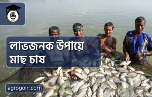 লাভজনক উপায়ে মাছ চাষ