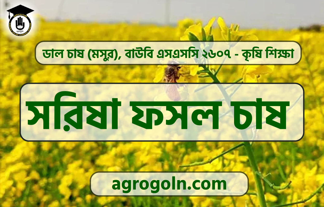 সরিষা ফসল চাষ