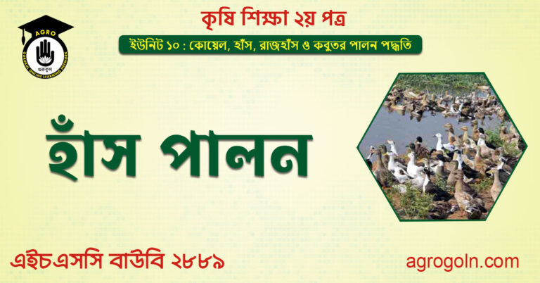 হাঁস পালন