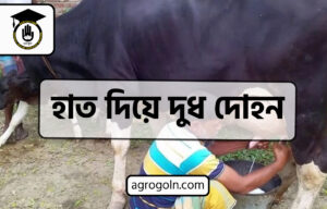 ব্যবহারিকঃ হাত দিয়ে দুধ দোহন