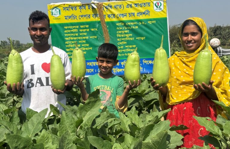 এক কেজি ওজনের ‘লাউ বেগুন’ চাষে সফল নওগাঁর রফিকুল-বৃষ্টি দম্পতি