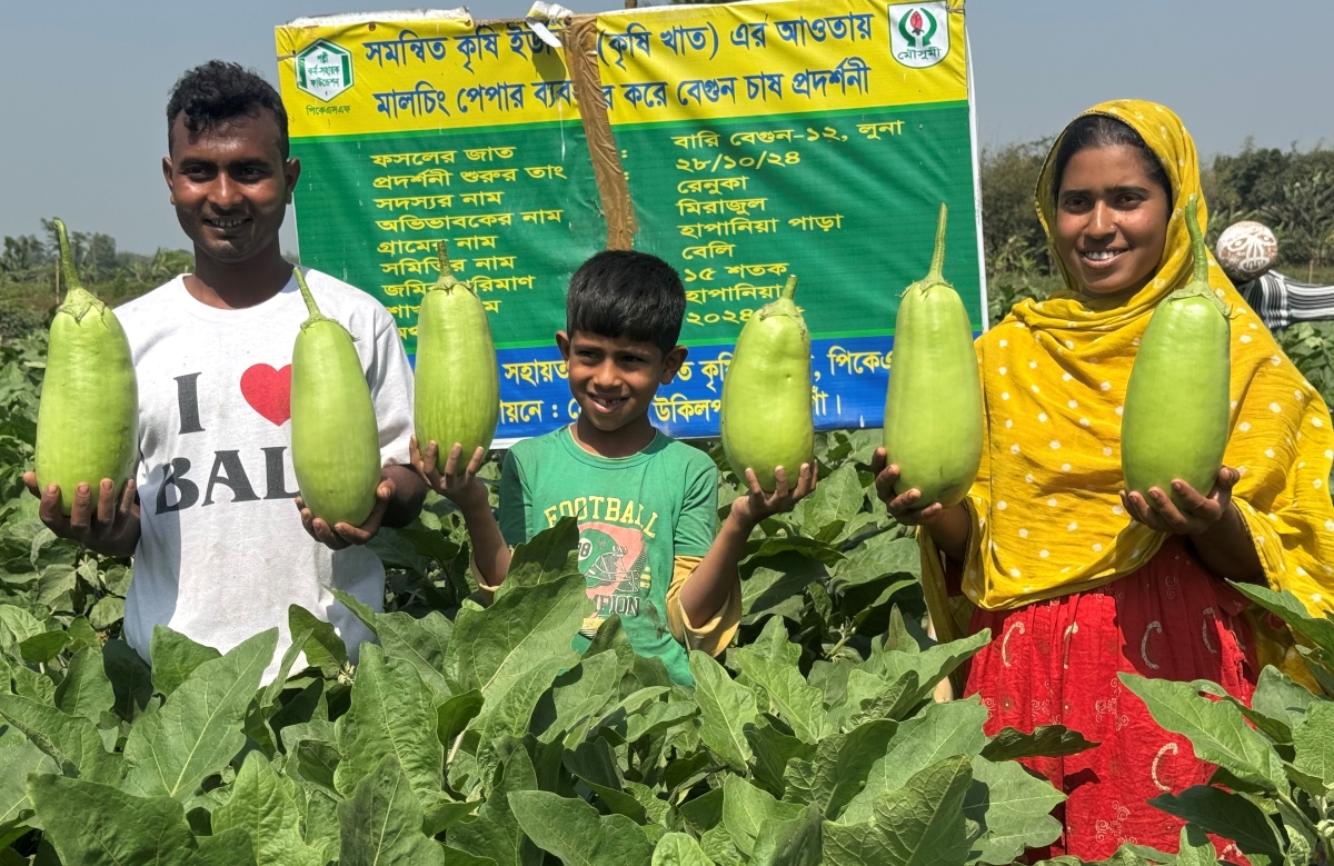এক কেজি ওজনের ‘লাউ বেগুন’ চাষে সফল নওগাঁর রফিকুল-বৃষ্টি দম্পতি