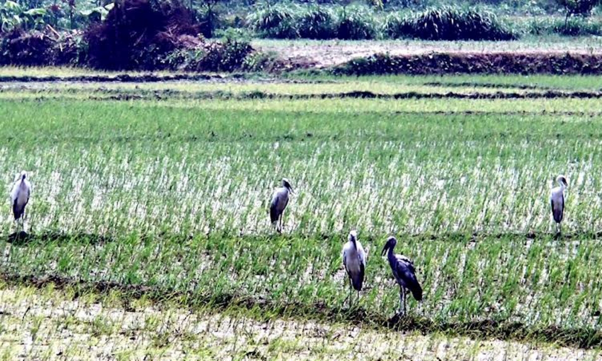 কুষ্টিয়াসহ দুই জেলার ধানচাষীদের আশা জাগাচ্ছে জিকে সেচ প্রকল্প