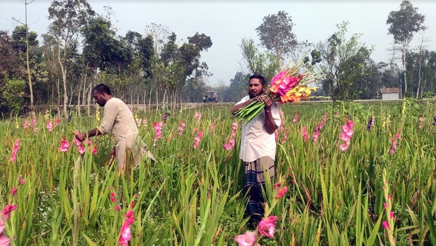 গ্লাডিওলাস ফুল চাষের পদ্ধতি