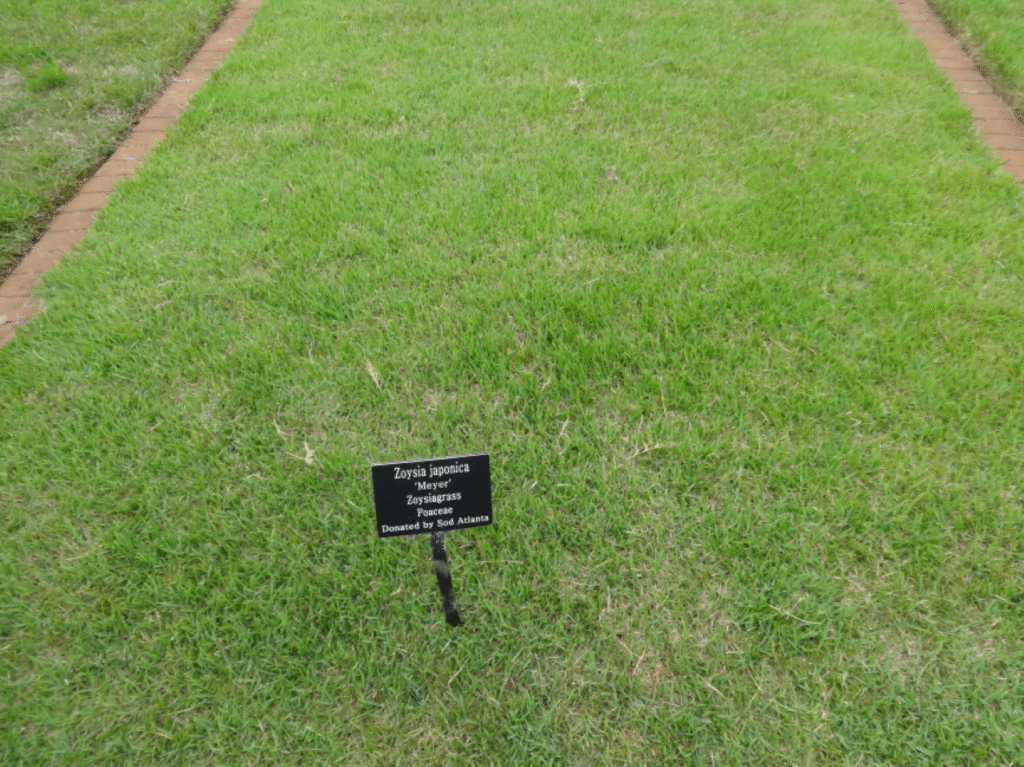 জয়সিয়া ঘাস