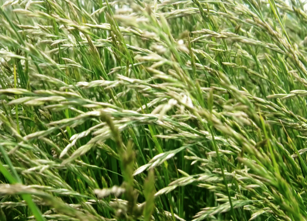 ফেসকিউ ঘাস