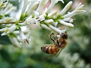 মৌমাছি