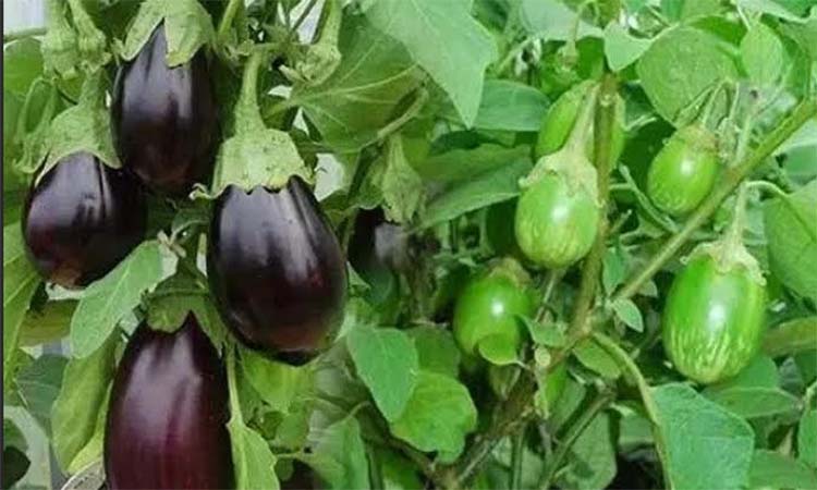 দিনাজপুরের খানসামায় গ্রীষ্মকালীন বেগুনের বাম্পার ফলন চ্যালেঞ্জেও আশাবাদী কৃষক featured