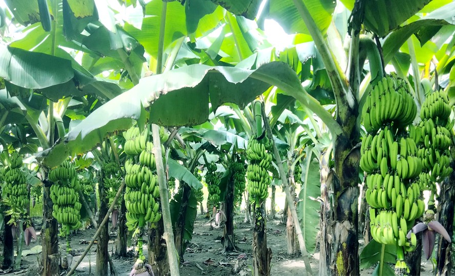 রংপুরে কলা চাষের দিগন্তবিস্তারী সম্ভাবনা সংকট সমাধানে জরুরি পদক্ষেপ featured